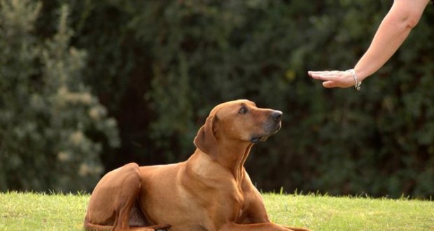 10 trucs infaillibles pour dresser votre chien